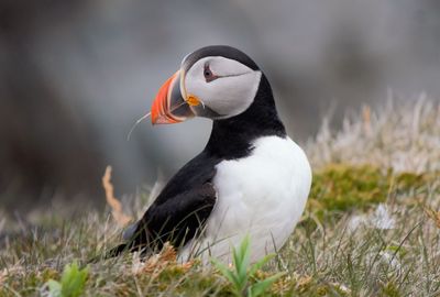 Close-up of puffin on grass