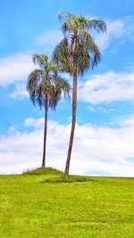 Palm tree on field against sky during sunset