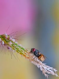 Close-up of insect on purple flower