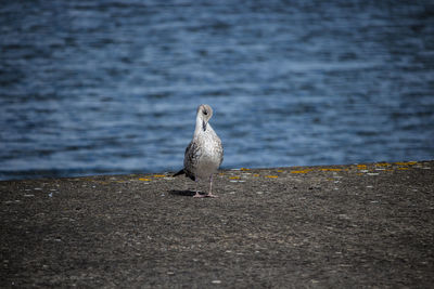 Bird preening on sea shore