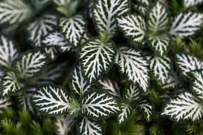 Macro still lie foliage green and white