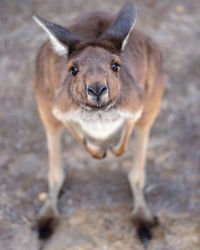 High angle view portrait of a kangaroo 