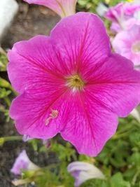 Close-up of pink flower blooming outdoors