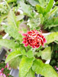 Close-up of red flower blooming outdoors