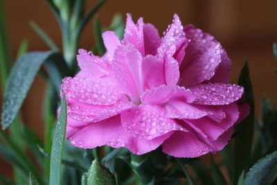 Close-up of wet pink flower