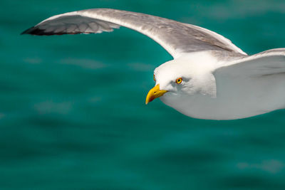 Close-up of seagull flying