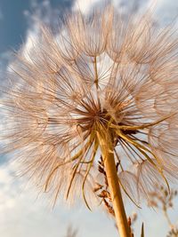 Close-up of wilted plant