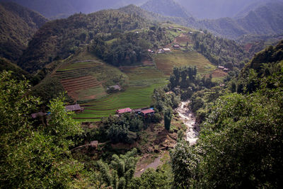 High angle view of trees on field