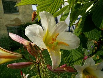 Close-up of white flower