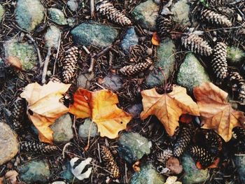 Close-up of leaves