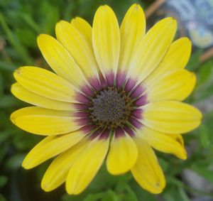 Close-up of yellow flower blooming outdoors