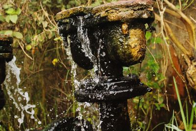 Close-up of tree against water