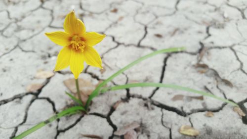 High angle view of yellow flower blooming outdoors