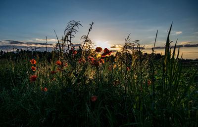 Plants growing on field against sky during sunset