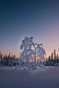 Trees on snow covered field against sky during sunset