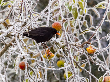 Close-up of bird perching on branch