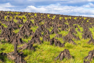 Plants growing on land against sky