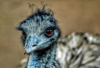 Close-up of a bird looking away