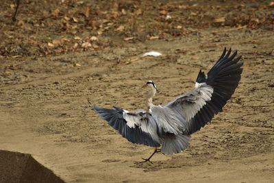 View of birds flying over land