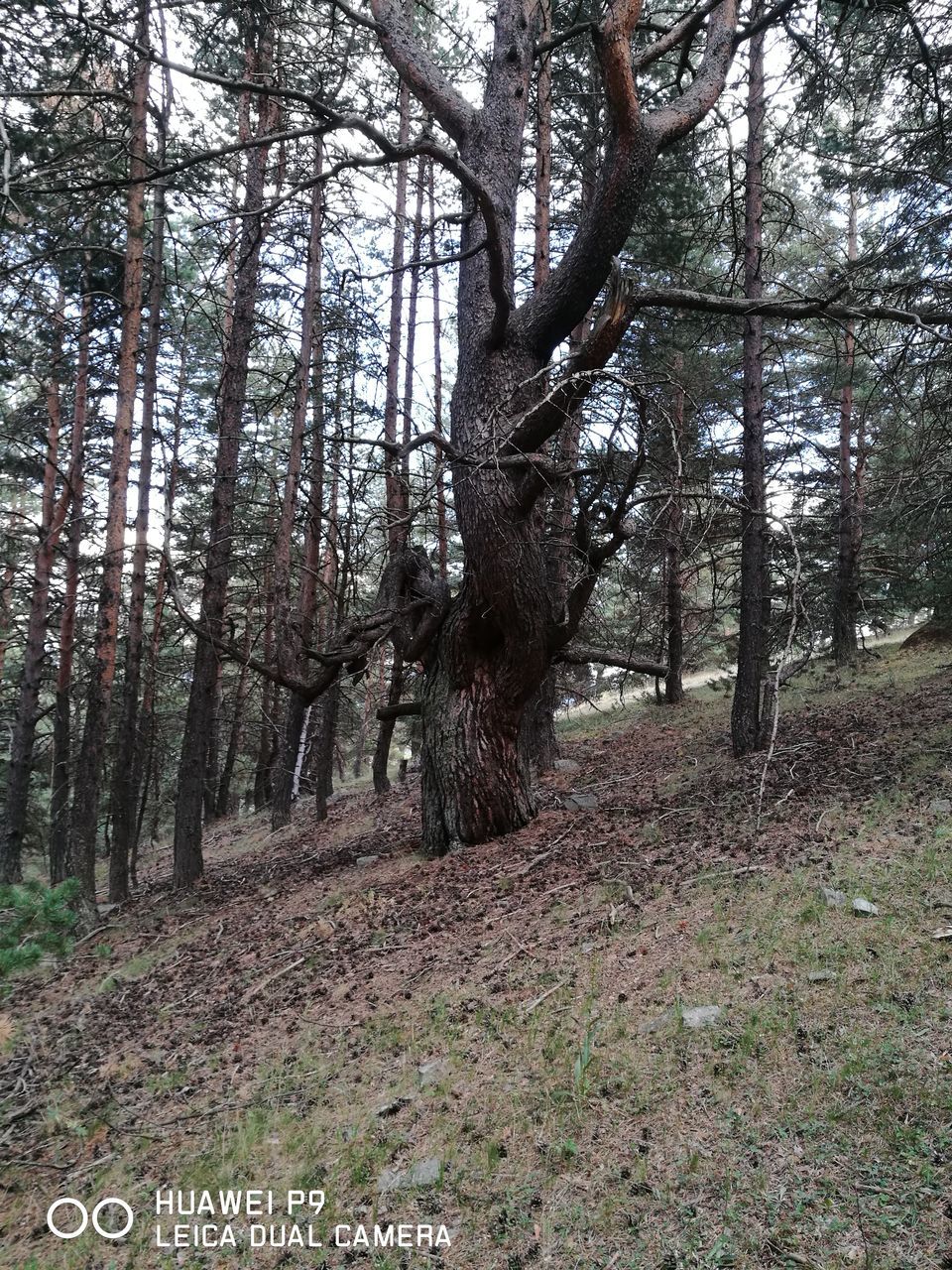 tree, tree trunk, forest, tranquility, nature, text, day, beauty in nature, tranquil scene, growth, outdoors, scenics, the way forward, no people, landscape, sky