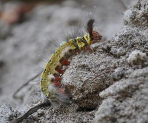 Close-up of insect