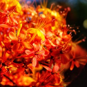 Close-up of flowers