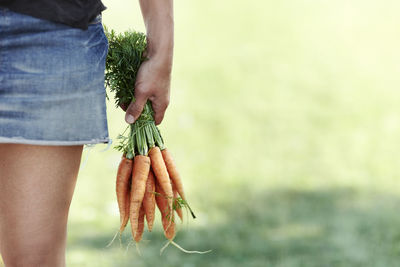 Hand with bunch of carrots