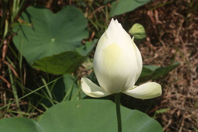 Close-up of white flowering plant