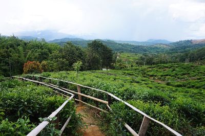 Walkway amidst tea plantation against sky