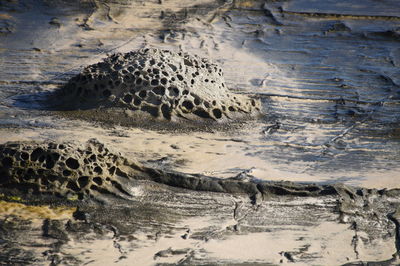 High angle view of animals in a water