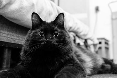 Close-up portrait of cat relaxing at home