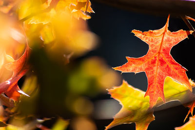 Close-up of maple leaves during autumn