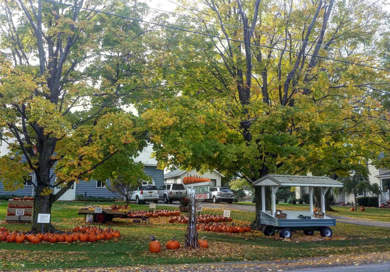 TREES AND GREEN GRASS