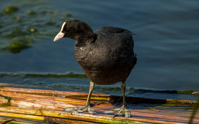 Close-up of bird perching on wood against lake