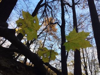 Low angle view of tree against sky