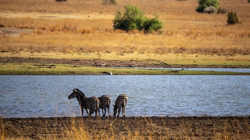 View of horse on field by lake