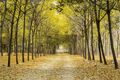 Walkway lane path with green trees in forest. beautiful alley in park. pathway way through dark 