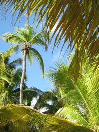 Low angle view of palm trees against sky