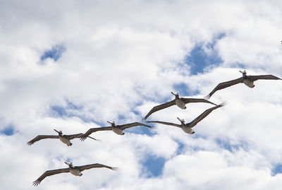 Low angle view of seagulls flying