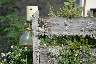 Close-up of plants by water