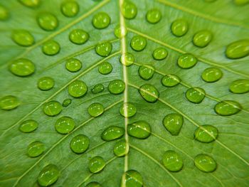 Full frame shot of raindrops on leaves