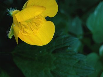 Close-up of yellow flower blooming outdoors