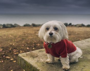 Dog looking away