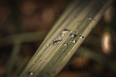 Close-up of raindrops on plant