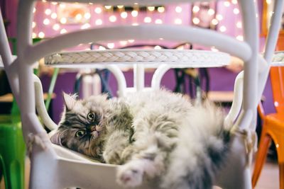 Portrait of cat relaxing on chair at home