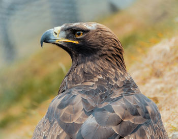 Close-up of a majestic eagle