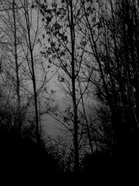 Silhouette bare trees in forest against sky