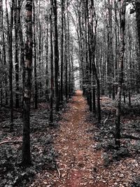 Footpath passing through forest