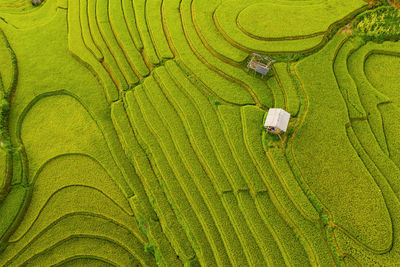 Scenic view of terraced field