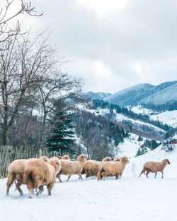 Sheep grazing on field against sky